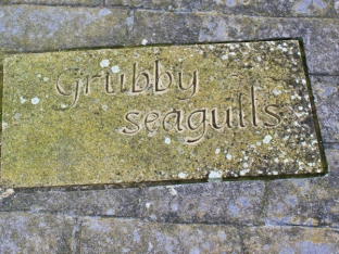 Grubby seagulls